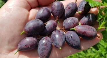 Grushenka angrešt: popis odrůdy s fotografiemi a recenzemi